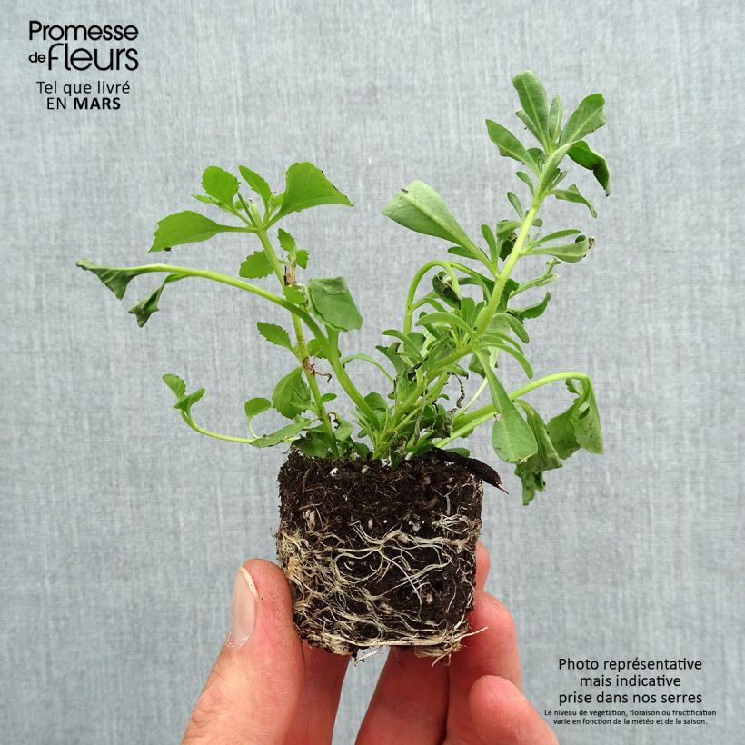 Composizione Romance 20 - Composizione di 3 pianta annuale mini zolla... esemplare consegnato in primavera