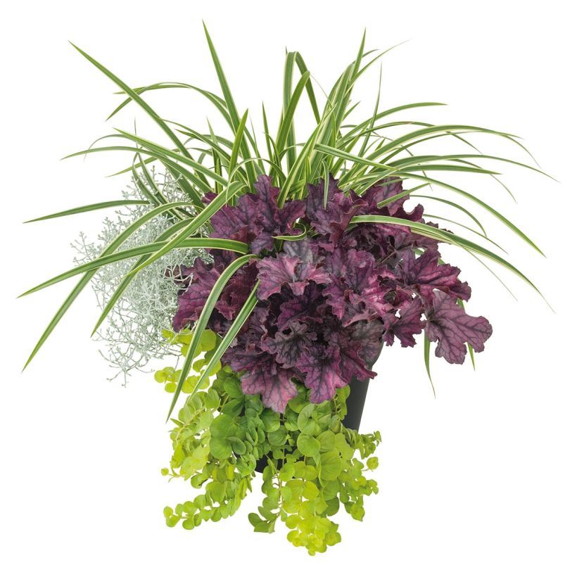 Composizione Silent Sunday - composizione di 4 piante (Porto)