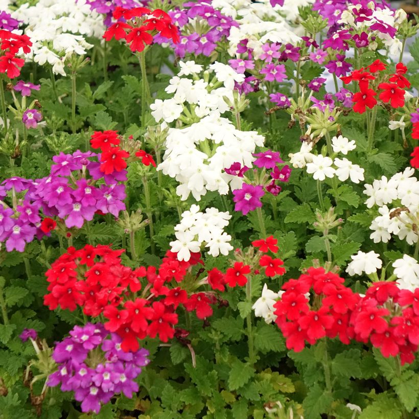 Composizione Verbena Fuoco Olandese (Fioritura)