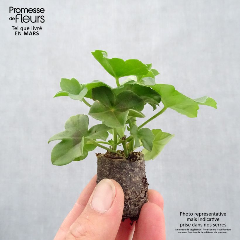 Pelargonium Villetta Red, Lilac, White - Geranio edera mini zolla... esemplare consegnato in primavera