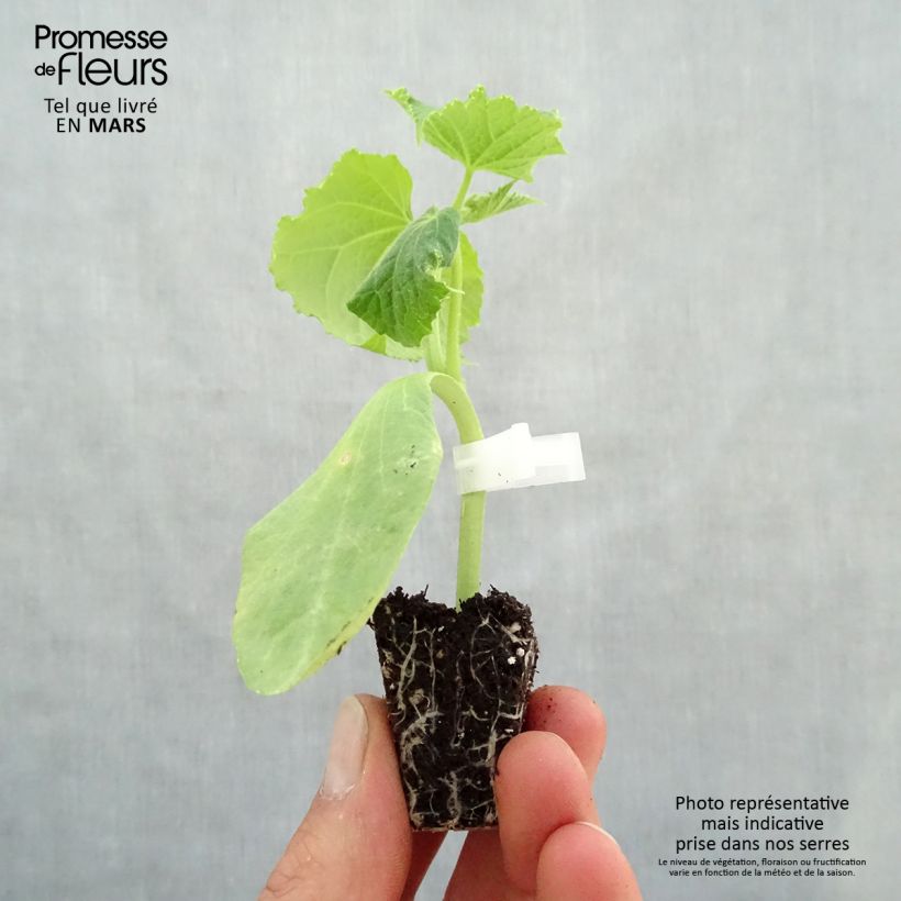 Cetriolo Crokdelis F1 (piante innestate) mini zolla... esemplare consegnato in primavera