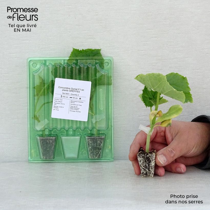 Example of Cetriolo Gynial F1 (piante innestate) mini zolla... as you get in printemps