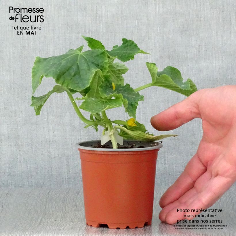 Example of Cetriolo Gynial F1 (piante innestate) Vaso da Ø 10 cm/11 cm as you get in printemps