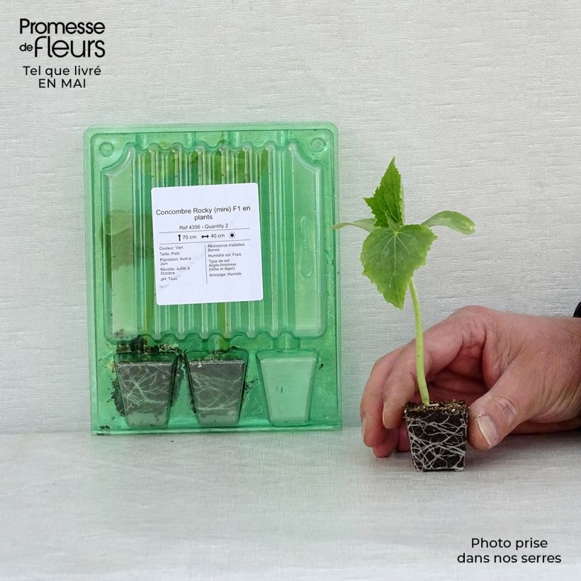 Example of Cetriolo Rocky F1 mini zolla... as you get in printemps