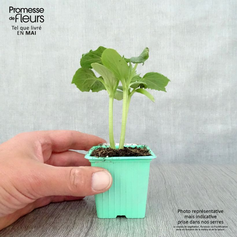 Example of Cetriolo Tanja (piante) Vasetto da 7/8 cm as you get in printemps