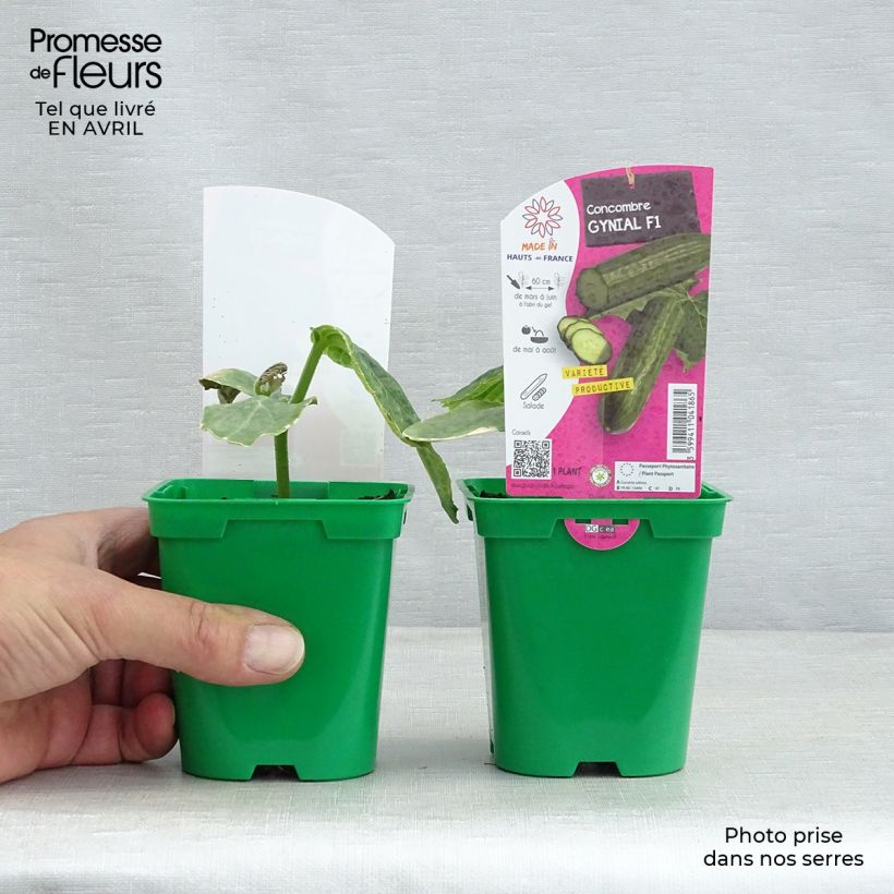 Cetriolo Gynial F1 (piante) Vaso da Ø 10 cm/11 cm esemplare consegnato in primavera