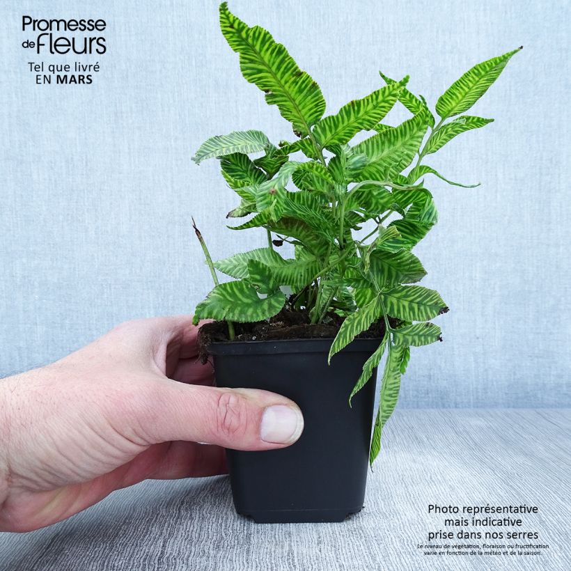 Coniogramme emeiensis - Felce Vasetto da 8/9 cm esemplare consegnato in primavera