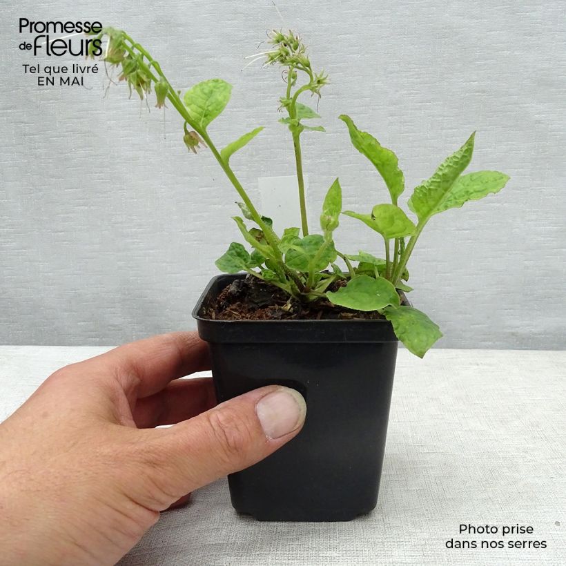 Symphytum azureum - Consolida blu Vasetto da 8/9 cm esemplare consegnato in primavera