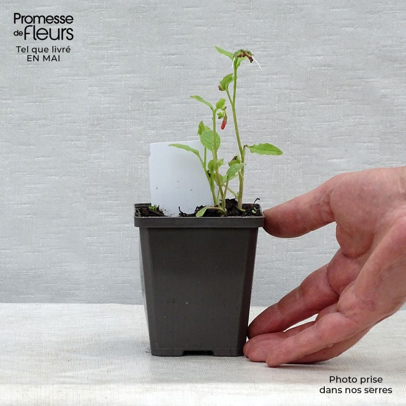 Symphytum grandiflorum Hidcote Blue - Consolida a grandi fiori Vasetto da 8/9 cm esemplare consegnato in primavera