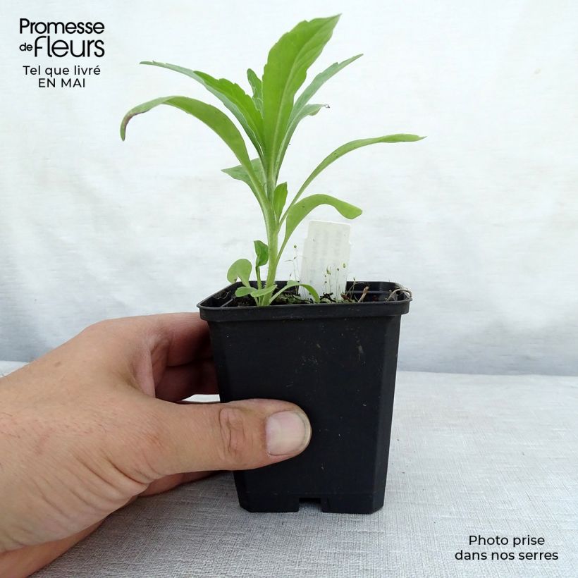 Symphytum grandiflorum Hidcote Pink - Consolida a grandi fiori Vasetto da 8/9 cm esemplare consegnato in primavera