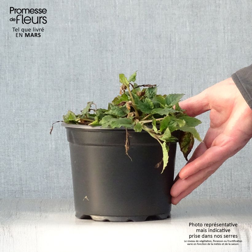 Example of Symphytum grandiflorum - Consolida a grandi fiori Vaso da 2L/3L as you get in printemps