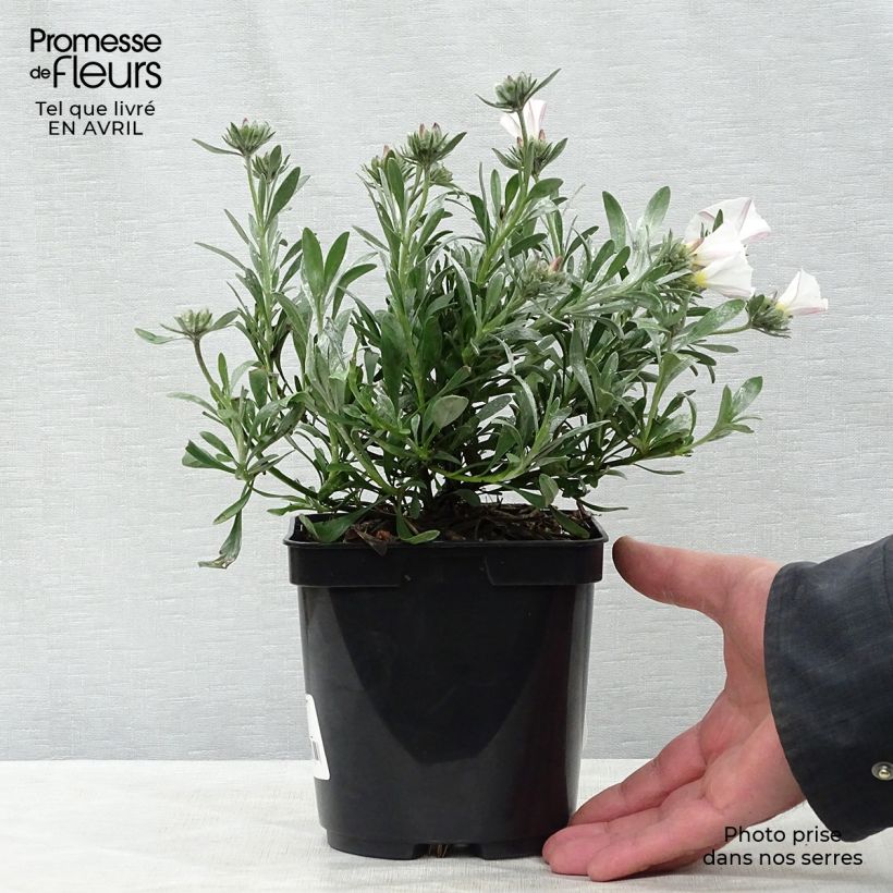 Example of Convolvulus cneorum - Convolvolo bianco Vaso da 2L/3L as you get in printemps