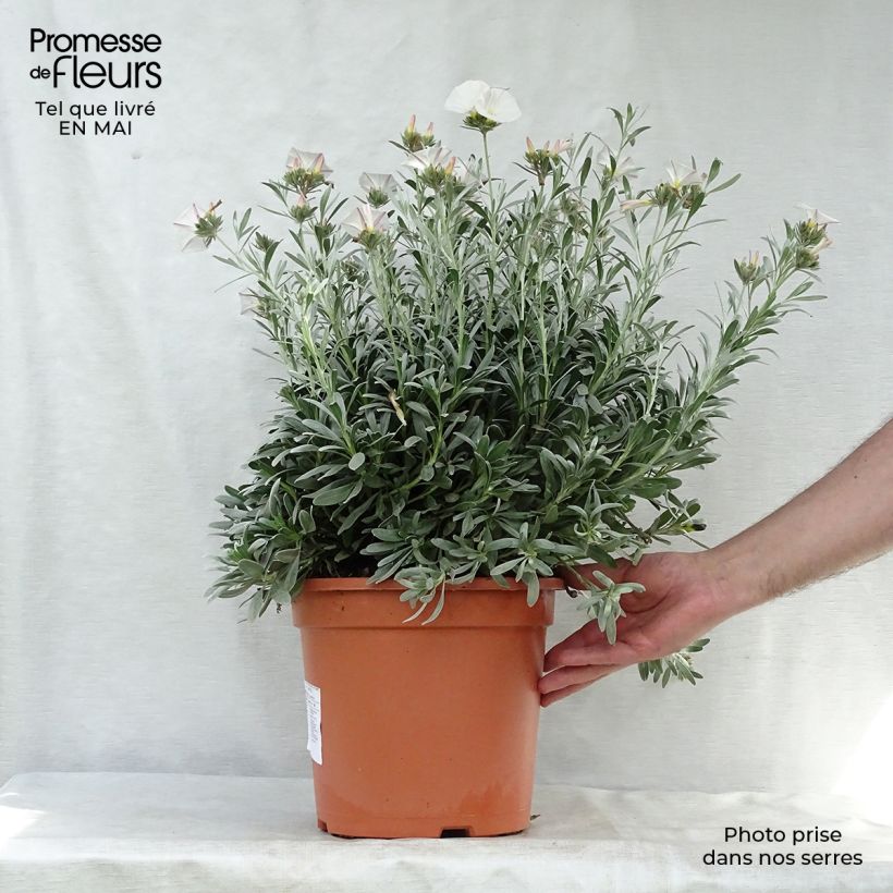 Example of Convolvulus cneorum - Convolvolo bianco Vaso da 7,5L/10L as you get in printemps