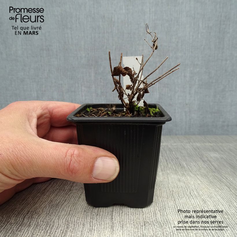 Convolvulus sabatius - Convolvolo Vasetto da 8/9 cm esemplare consegnato in primavera