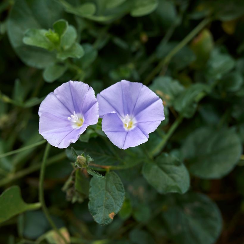 Convolvulus sabatius - Convolvolo (Fioritura)