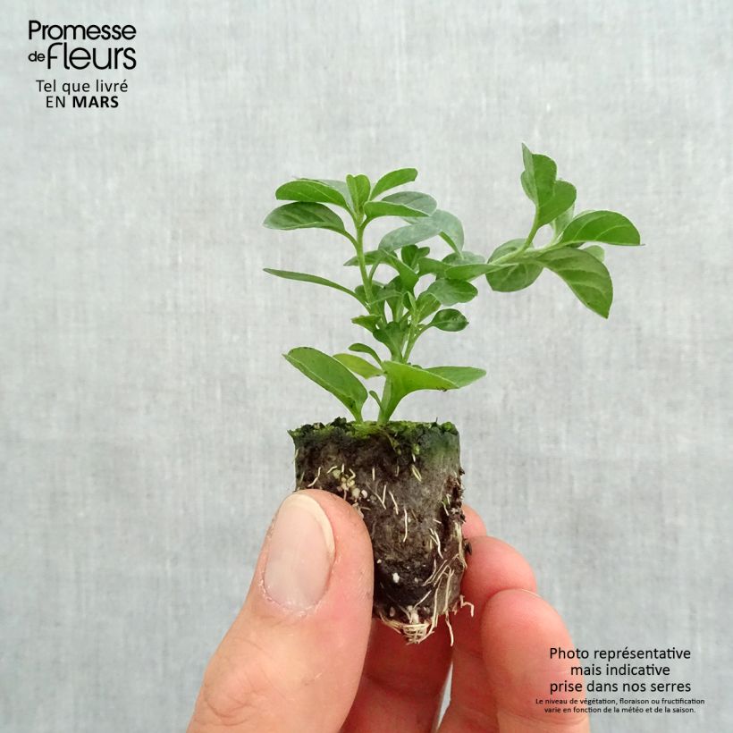 Convolvulus sabatius Maroccan Beauty - Convolvolo mini zolla... esemplare consegnato in primavera