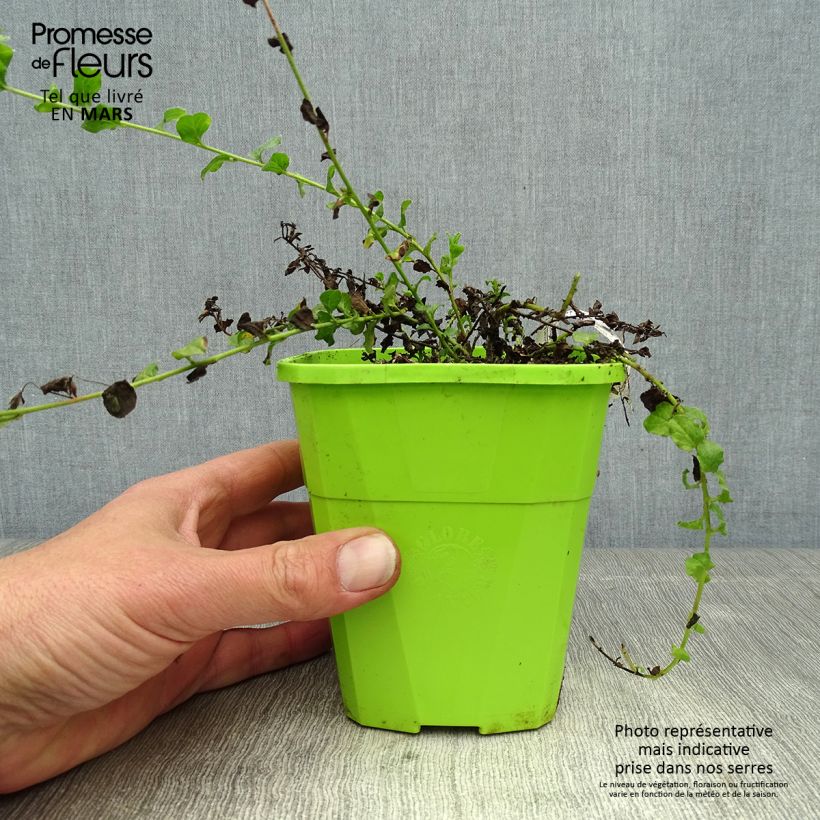 Convolvulus sabatius Maroccan Beauty - Convolvolo Vaso da 1L/1,5L esemplare consegnato in primavera