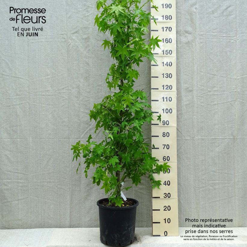 Liquidambar styracyflua Stella - Storace americano Vaso da 12L/15L esemplare consegnato in primavera