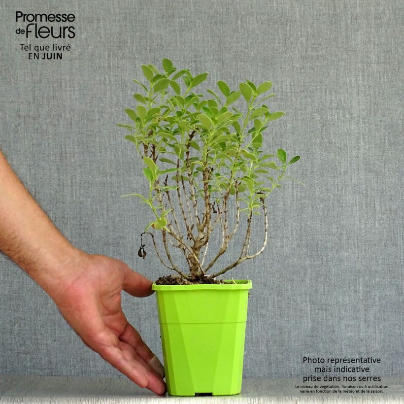 Esemplare di Coprosma Mini Mac - Pianta specchio Vaso da 3L/4L consegnato in estate