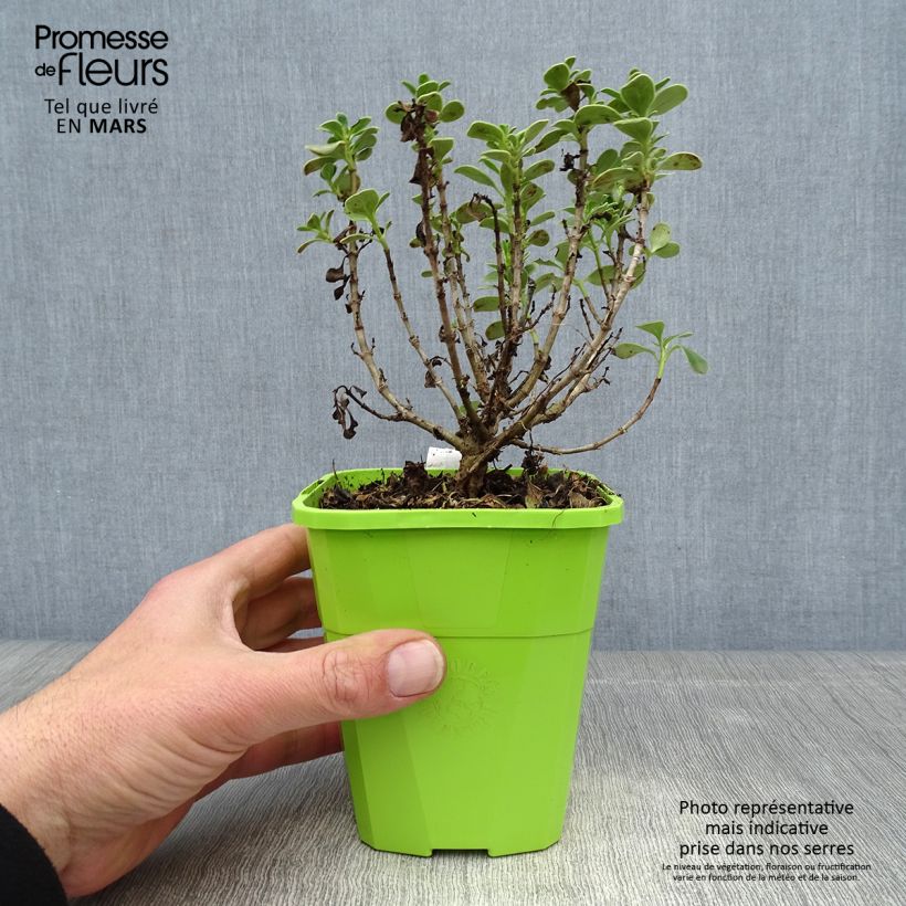 Coprosma Mini Mac - Pianta specchio Vaso da 3L/4L esemplare consegnato in primavera