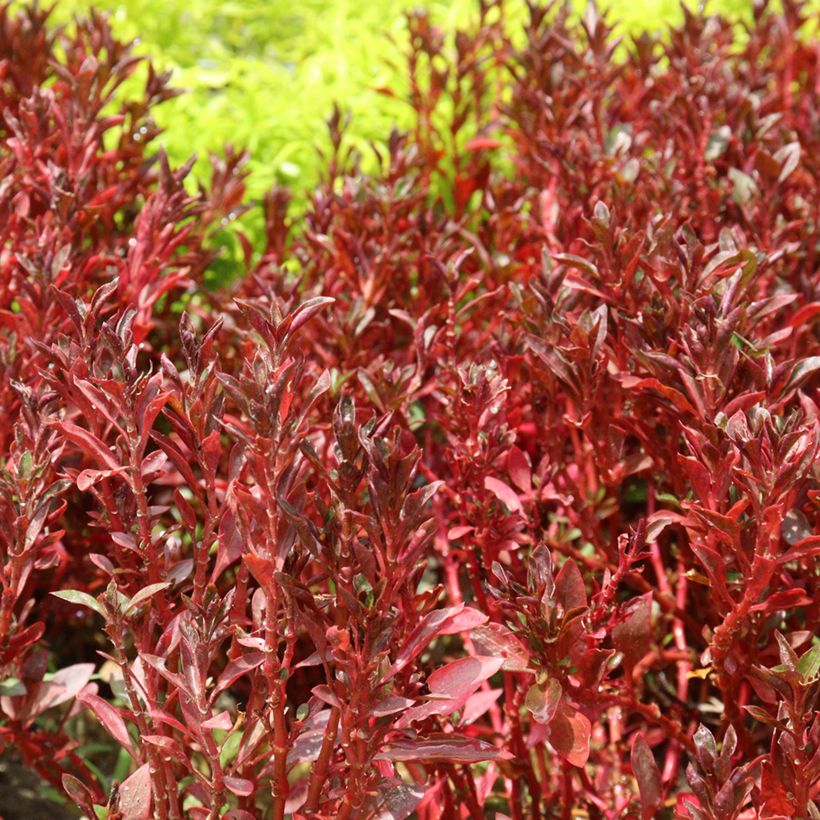 Coprosma Pacific Sunset - Pianta specchio (Fogliame)