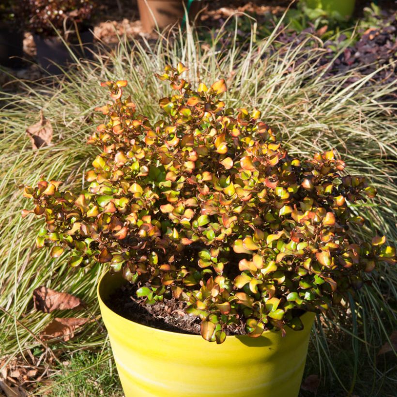 Coprosma robusta Pina colada - Pianta specchio (Porto)