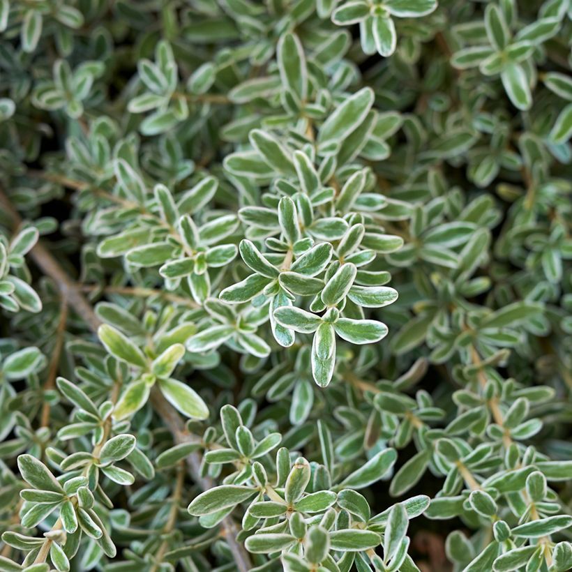 Coprosma kirkii Variegata - Pianta specchio (Foliage)