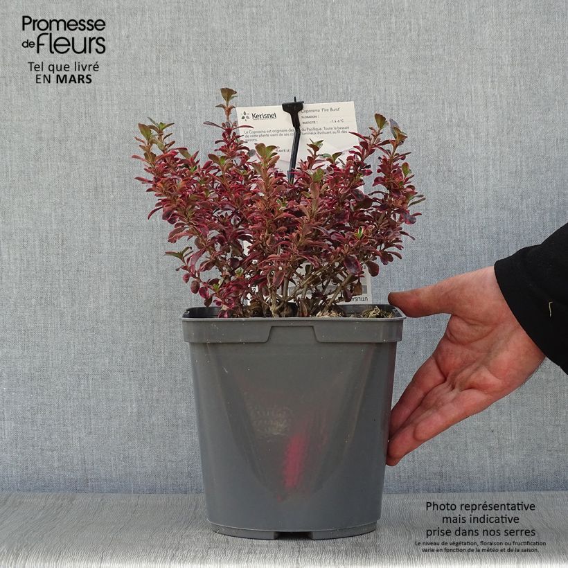 Coprosma repens Fire Burst - Pianta specchio Vaso da 3L/4L esemplare consegnato in primavera