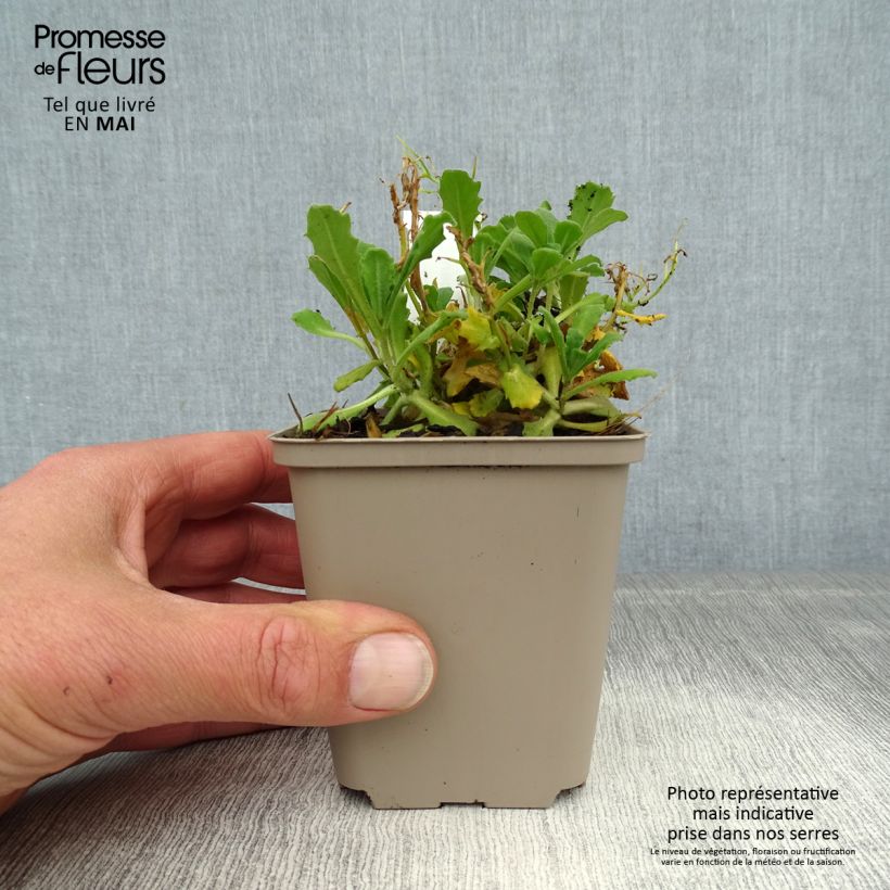 Example of Arabis caucasica Bakkely Vasetto da 8/9 cm as you get in printemps