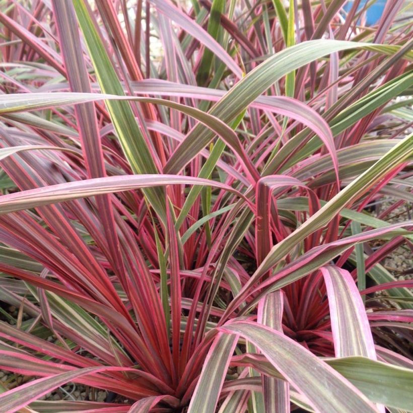 Cordyline banksii Can Can - Cordiline (Fogliame)