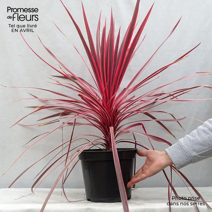 Example of Cordyline australis Charlie boy - Cordiline Vaso da 4L/5L as you get in printemps