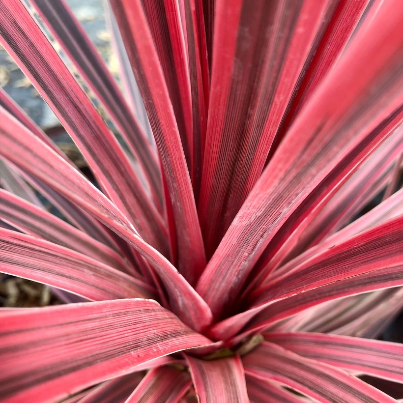 Cordyline australis Charlie boy - Cordiline (Foliage)
