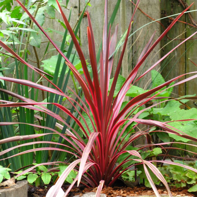 Cordyline australis Cherry Sensation - Cordiline (Porto)