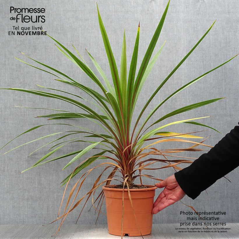 Esemplare di Cordyline australis Peko - Cordiline Vaso da 3L/4L come consegnato in autunno