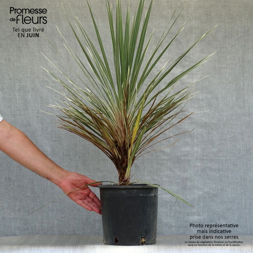 Esemplare di Cordyline australis Pink Champagne - Cordiline Vaso da 3L/4L consegnato in estate