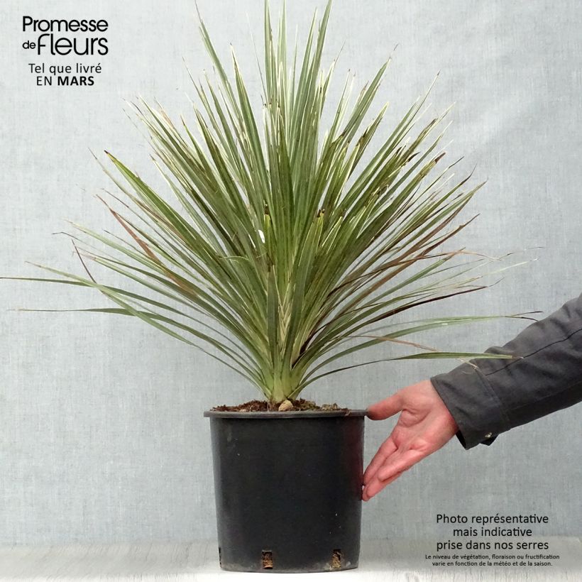 Example of Cordyline australis Pink Champagne - Cordiline Vaso da 3L/4L as you get in printemps