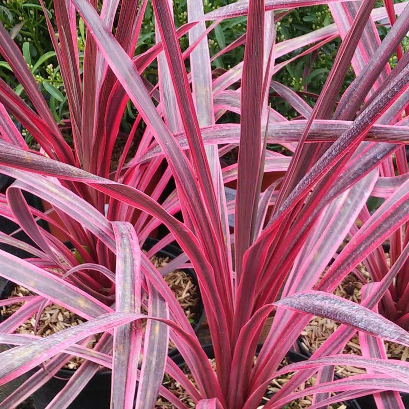 Cordyline australis Pink passion - Cordiline (Fogliame)