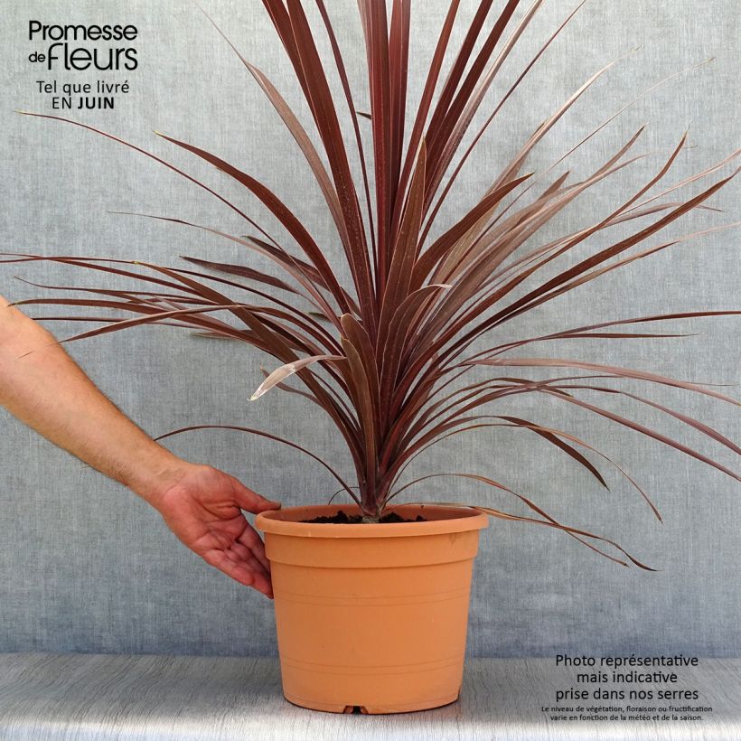 Esemplare di Cordyline australis Red Star - Cordiline Vaso da 7,5L/10L consegnato in estate