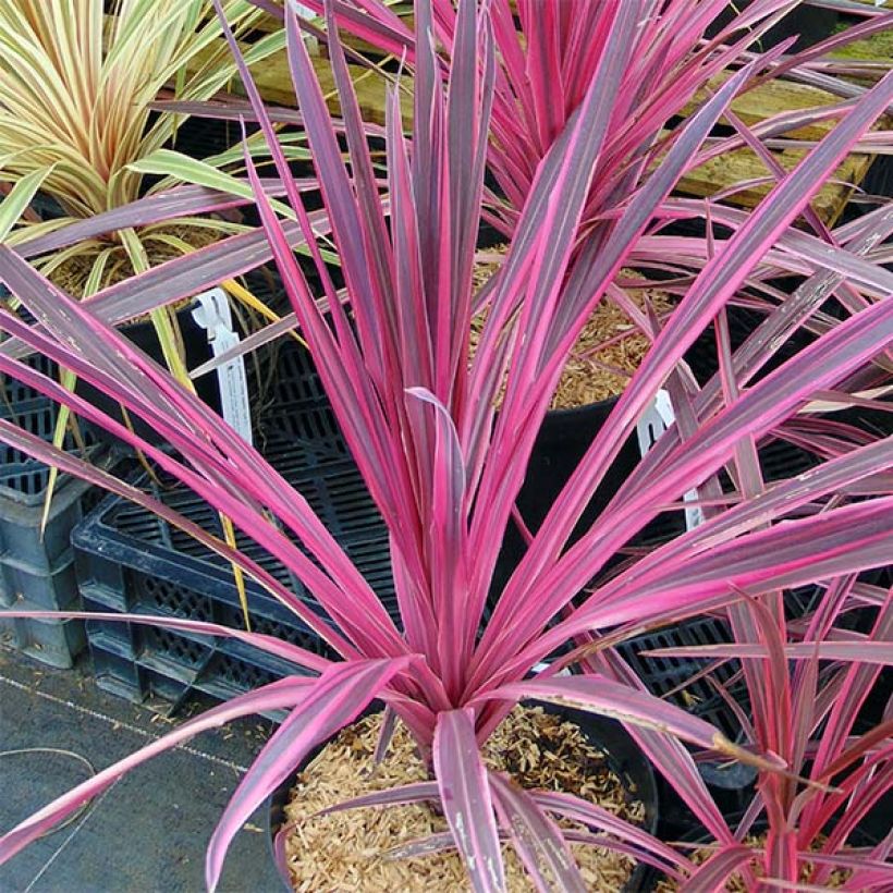 Cordyline australis Southern Splendour - Cordiline (Porto)