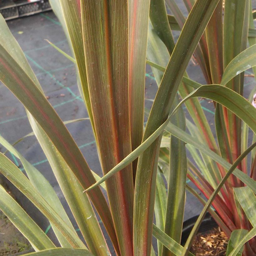 Cordyline australis Sundance - Cordiline (Foliage)