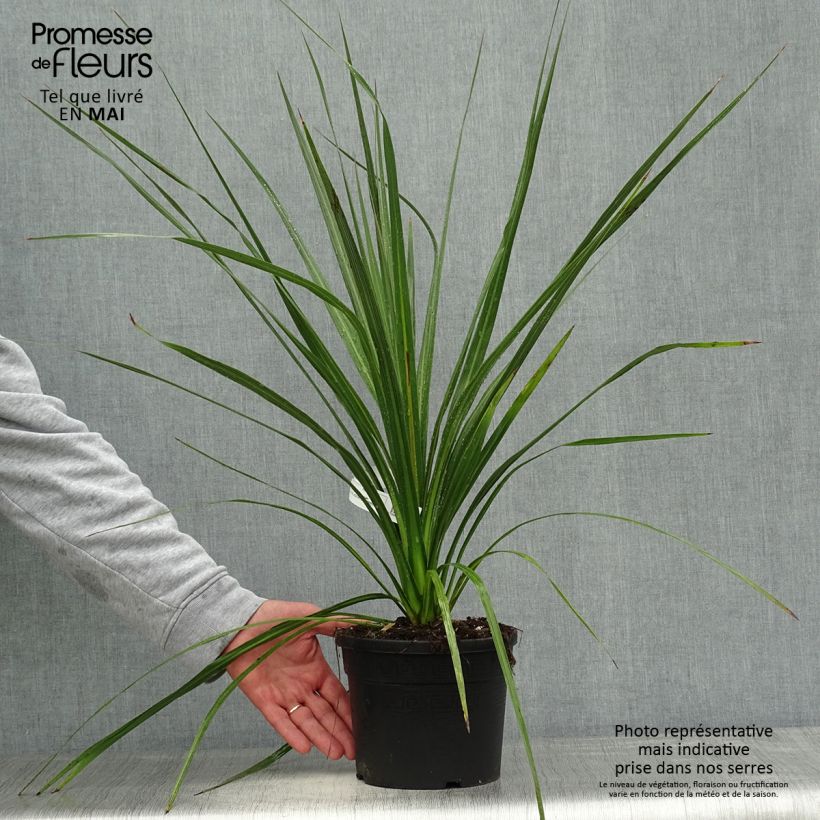 Example of Cordyline australis - Cordiline Vaso da 3L/4L as you get in printemps