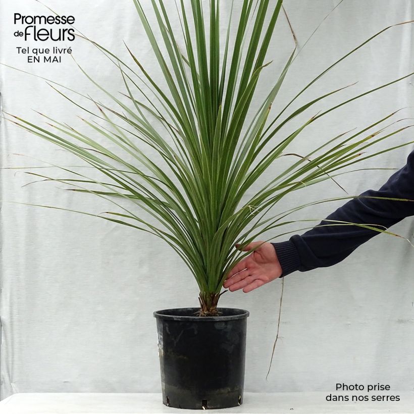 Example of Cordyline australis - Cordiline Vaso da 6L/7L as you get in printemps