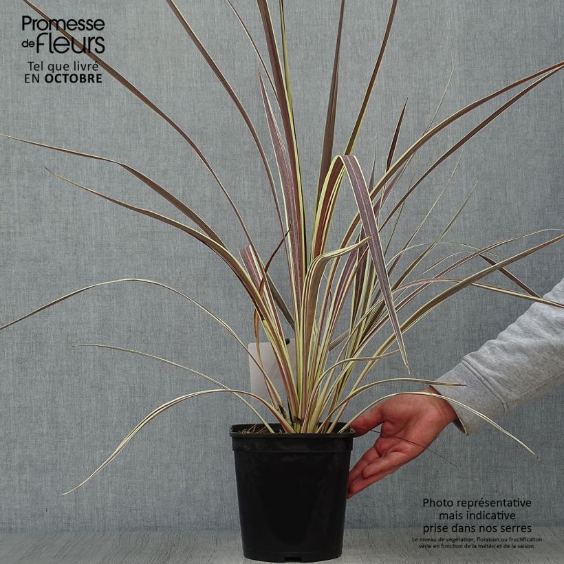 Esemplare di Cordyline banksii Electric Flash - Cordiline Vaso da 3L/4L come consegnato in autunno