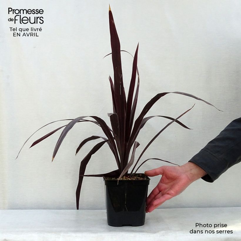Example of Cordyline obtecta Superstar - Cordiline Vaso da 3L/4L as you get in printemps