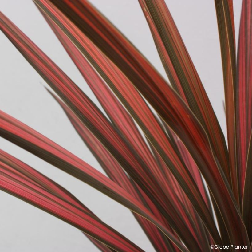 Cordyline australis Coral - Cordiline (Fogliame)