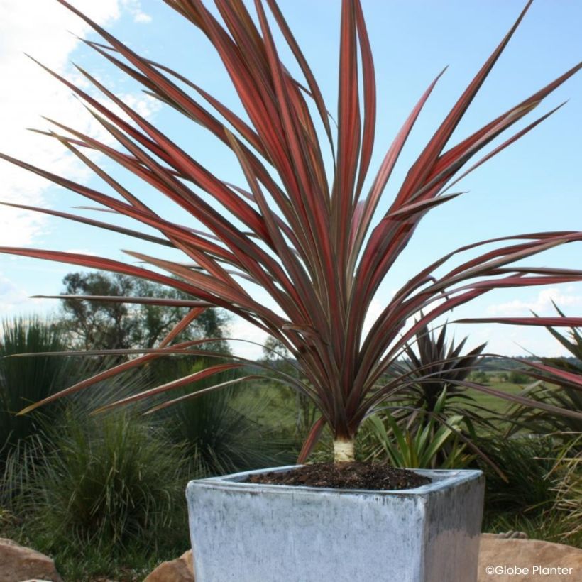 Cordyline australis Coral - Cordiline (Porto)