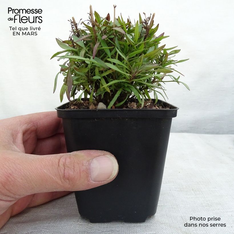 Coreopsis Citrine Vasetto da 8/9 cm esemplare consegnato in inverno