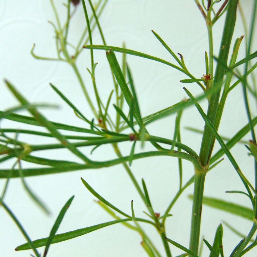 Coreopsis Limerock ruby (Fogliame)