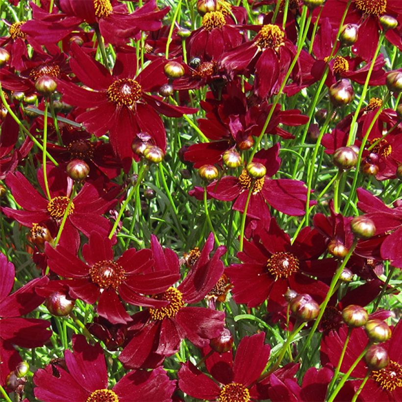 Coreopsis verticilliata Ruby Red (Fioritura)