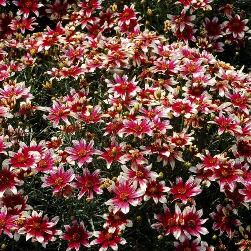 Coreopsis verticillata Sunstar Rose (Fioritura)